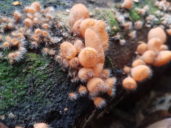 Comestível Cogumelo Copo Peludo Encontrado Ilha Bornéu Indonésia — Fotografia de Stock