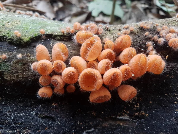 Fungo Coppa Commestibile Peloso Trovato Sull Isola Del Borneo Indonesia — Foto Stock