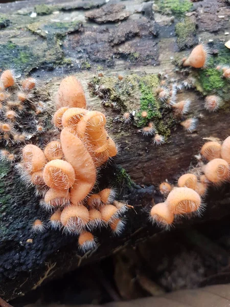 Essbarer Behaarter Becherpilz Der Auf Der Insel Borneo Indonesien Gefunden — Stockfoto