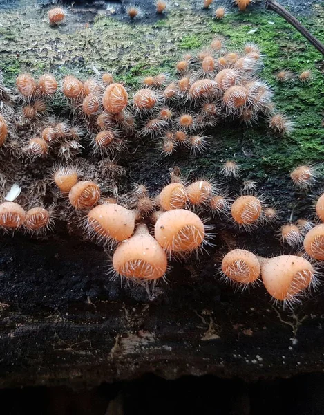 Comestível Cogumelo Copo Peludo Encontrado Ilha Bornéu Indonésia — Fotografia de Stock