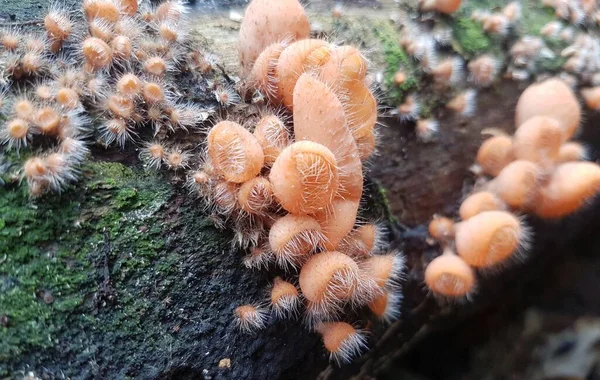 Essbarer Behaarter Becherpilz Der Auf Der Insel Borneo Indonesien Gefunden — Stockfoto