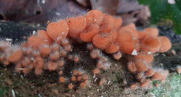 Essbarer Behaarter Becherpilz Der Auf Der Insel Borneo Indonesien Gefunden — Stockfoto