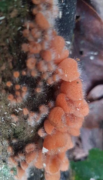 Champignon Comestible Poilu Trouvé Sur Île Bornéo Indonésie — Photo