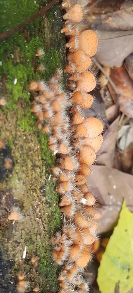 Comestível Cogumelo Copo Peludo Encontrado Ilha Bornéu Indonésia — Fotografia de Stock