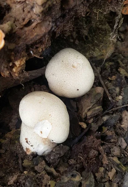 Yerde Taze Şampiyon Mantarı Var Toprakta Büyüyen Şampiyonlar Doğa Konsepti — Stok fotoğraf