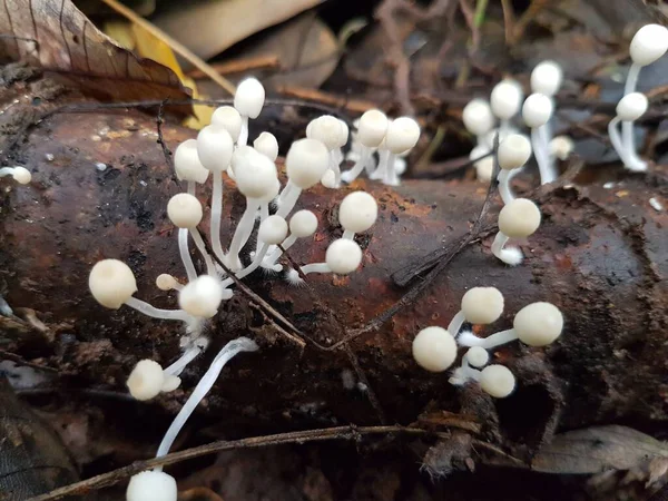 Enoki Pilze Oder Enokitake Oder Flammulina Velutipes Die Boden Wachsen — Stockfoto