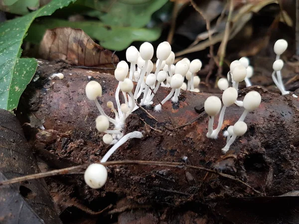 Cogumelos Enoki Enokitake Flammulina Velutipes Crescendo Chão Conceito Natureza Foco — Fotografia de Stock