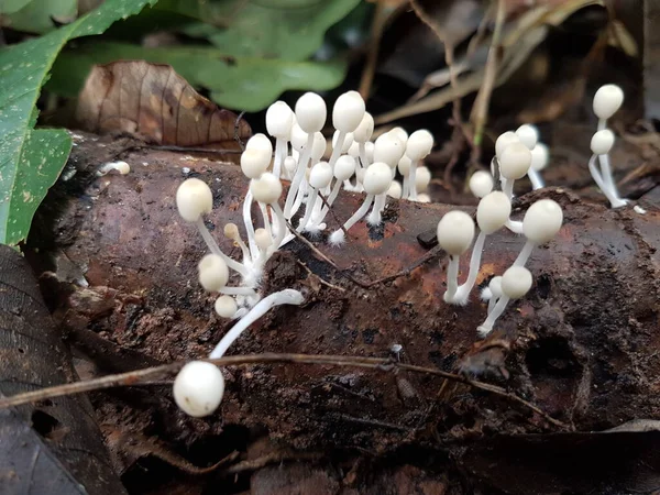 Cogumelos Enoki Enokitake Flammulina Velutipes Crescendo Chão Conceito Natureza Foco — Fotografia de Stock