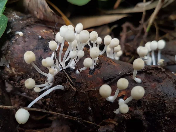 Cogumelos Enoki Enokitake Flammulina Velutipes Crescendo Chão Conceito Natureza Foco — Fotografia de Stock