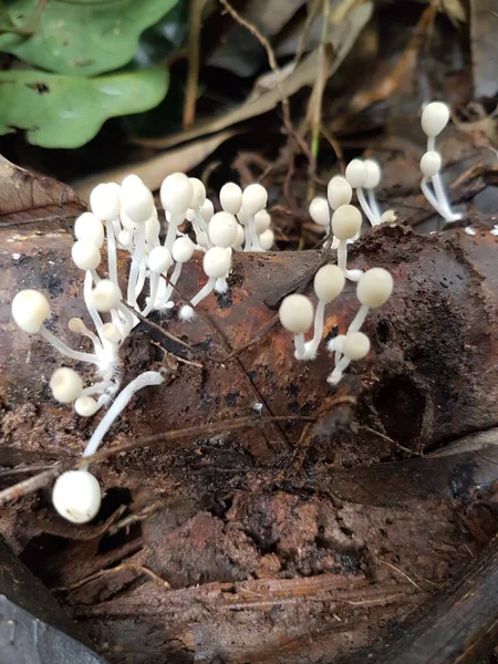 Enoki Pilze Oder Enokitake Oder Flammulina Velutipes Die Boden Wachsen — Stockfoto