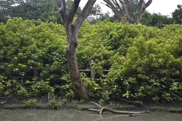 Familia Monos Probóscis Sentados Árbol Selva Verde Salvaje Isla Borneo —  Fotos de Stock