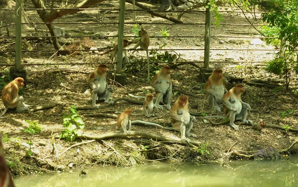 Сімейство Мавп Proboscis Сидячи Дереві Диких Зелені Ліси Острові Борнео — стокове фото