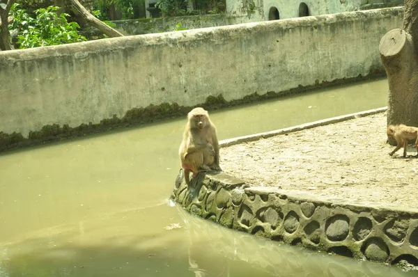 Familia Monos Probóscis Sentados Árbol Selva Verde Salvaje Isla Borneo —  Fotos de Stock