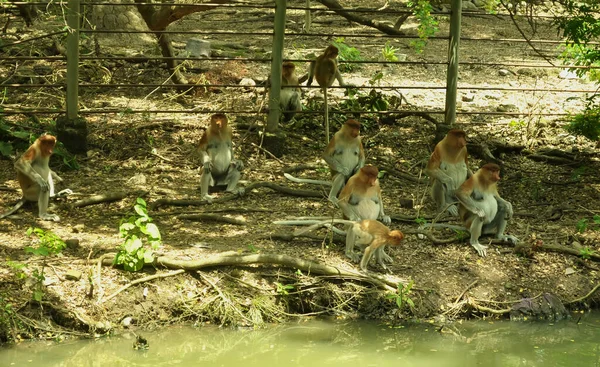 Rodzina Małp Siedzi Drzewie Dzikie Rainforest Zielony Wyspie Borneo Nosacz — Zdjęcie stockowe