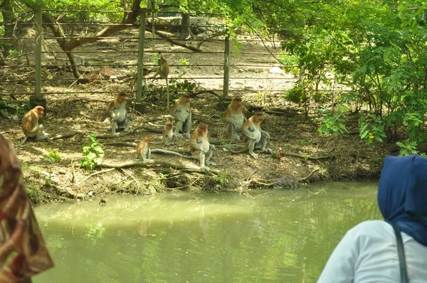 Familia Monos Probóscis Sentados Árbol Selva Verde Salvaje Isla Borneo —  Fotos de Stock