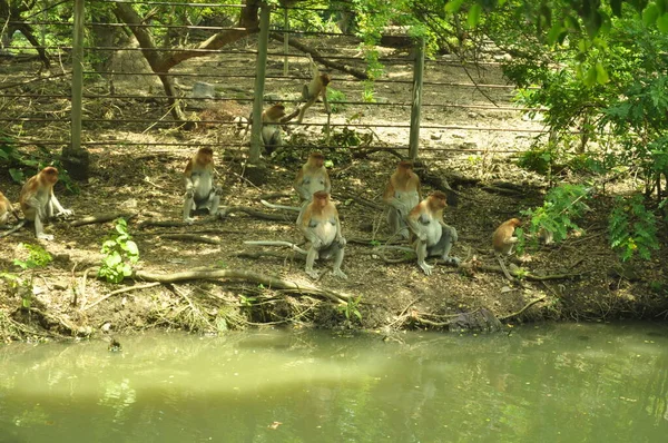 Rodzina Małp Siedzi Drzewie Dzikie Rainforest Zielony Wyspie Borneo Nosacz — Zdjęcie stockowe