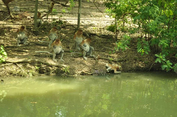 Famille Singes Proboscis Assis Sur Arbre Dans Forêt Tropicale Verte — Photo