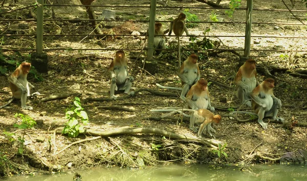 Család Borneói Majmok Egy Vad Zöld Rainforest Borneó Szigetén Ormányos — Stock Fotó