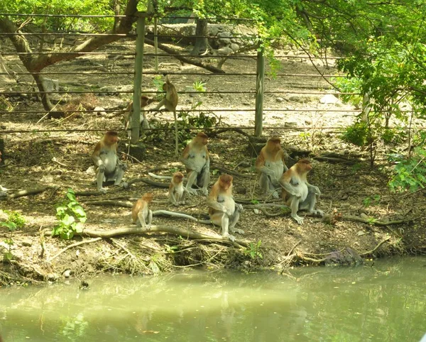 Család Borneói Majmok Egy Vad Zöld Rainforest Borneó Szigetén Ormányos — Stock Fotó