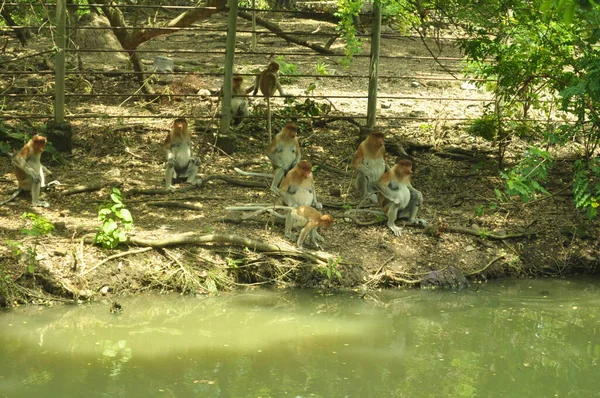 Familia Monos Probóscis Sentados Árbol Selva Verde Salvaje Isla Borneo — Foto de Stock