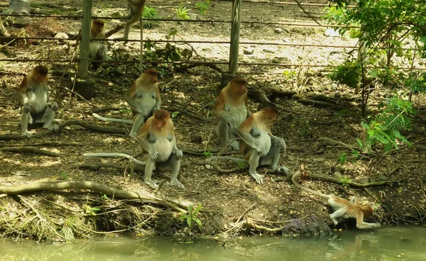 Famille Singes Proboscis Assis Sur Arbre Dans Forêt Tropicale Verte — Photo