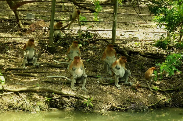Rodina Opic Kahau Sedí Stromě Divoké Zelené Deštného Pralesa Ostrově — Stock fotografie