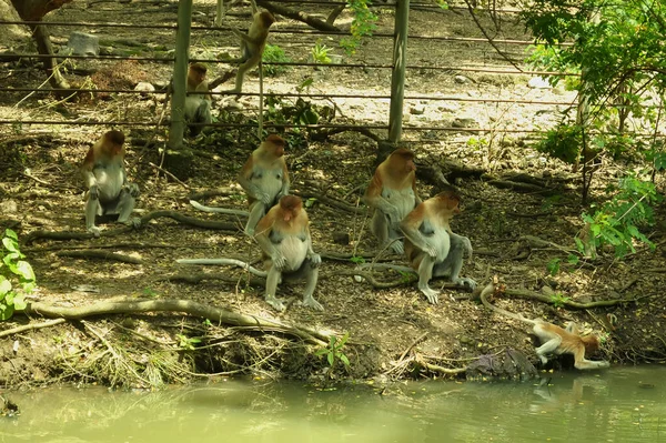 Famille Singes Proboscis Assis Sur Arbre Dans Forêt Tropicale Verte Photos De Stock Libres De Droits