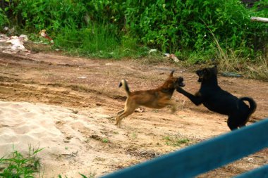 İki kahverengi ve siyah köpek kumların üzerinde kavga ediyor.