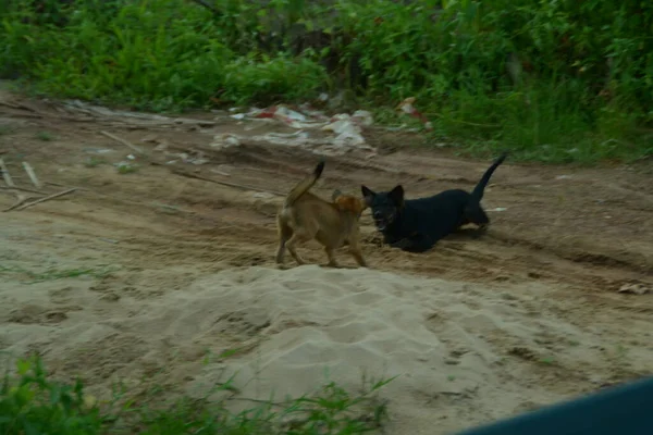 Zwei Braune Und Schwarze Hunde Kämpfen Sand — Stockfoto
