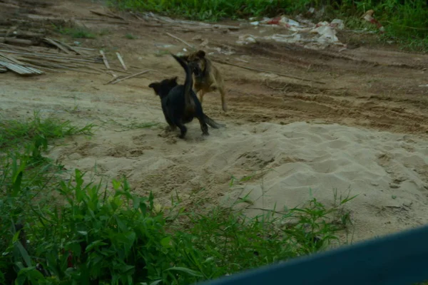 Zwei Braune Und Schwarze Hunde Kämpfen Sand — Stockfoto