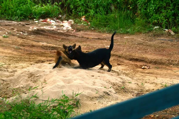 Två Bruna Och Svarta Hundar Slåss Sanden — Stockfoto