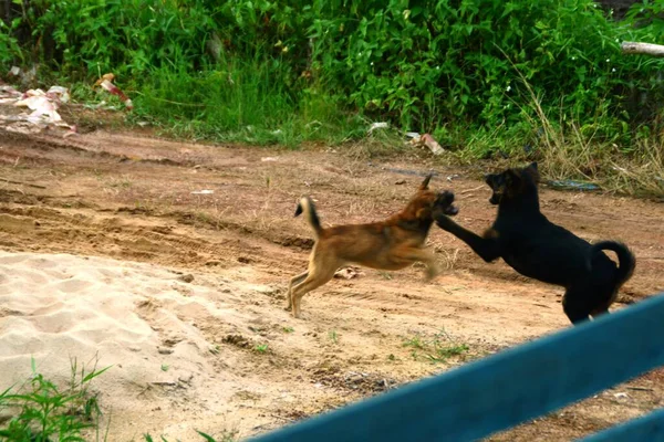 Dos Perros Marrones Negros Peleando Arena —  Fotos de Stock