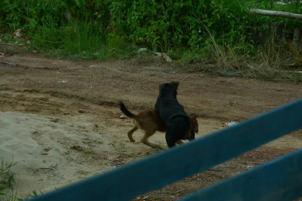 Due Cani Marroni Neri Che Combattono Sulla Sabbia — Foto Stock