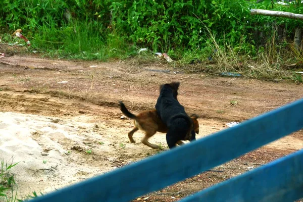 Deux Chiens Bruns Noirs Battant Sur Sable — Photo