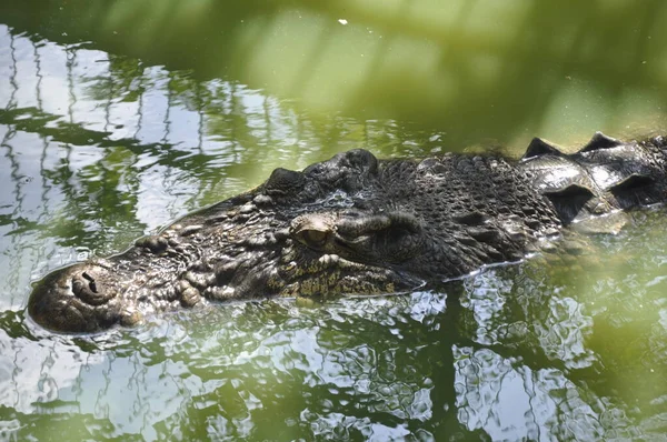 Крокодилы Crocodylus Porosus Крокодилы Обитающие Морских Водах Солоноватых Водно Болотных — стоковое фото