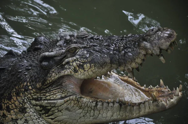 Crocodylus Porosus Crocodylus Porosus Crocodilo Nativo Habitats Água Salgada Zonas — Fotografia de Stock