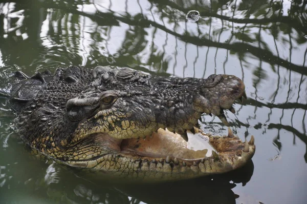 Крокодилы Crocodylus Porosus Крокодилы Обитающие Морских Водах Солоноватых Водно Болотных — стоковое фото