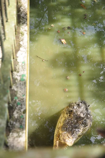 Crocodylus Porosus Crocodylus Porosus Crocodilo Nativo Habitats Água Salgada Zonas — Fotografia de Stock