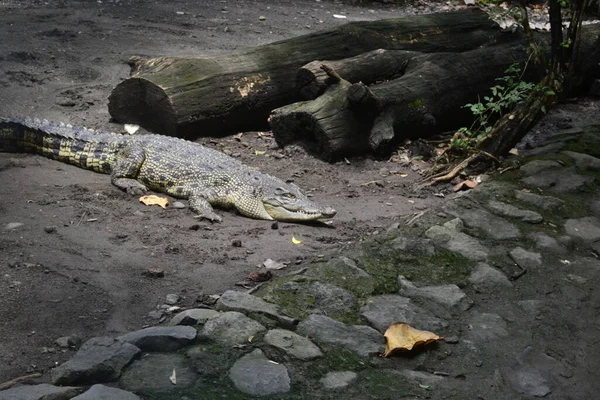 Das Salzwasserkrokodil Crocodylus Porosus Ist Ein Krokodil Das Salzwasserhabitaten Und — Stockfoto