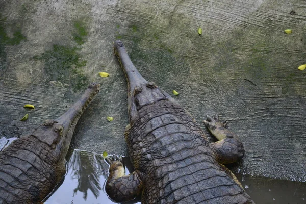 Das Salzwasserkrokodil Crocodylus Porosus Ist Ein Krokodil Das Salzwasserhabitaten Und — Stockfoto