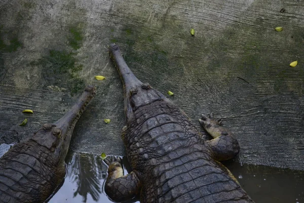 Das Salzwasserkrokodil Crocodylus Porosus Ist Ein Krokodil Das Salzwasserhabitaten Und — Stockfoto