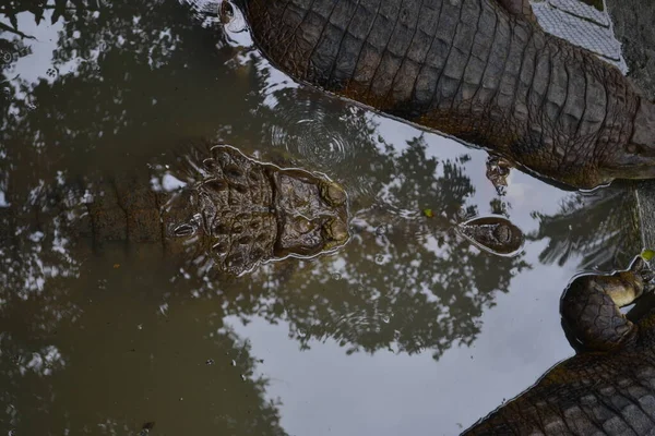 Крокодилы Crocodylus Porosus Крокодилы Обитающие Морских Водах Солоноватых Водно Болотных — стоковое фото