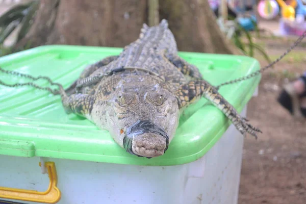 Crocodylus Porosus Crocodylus Porosus Crocodilo Nativo Habitats Água Salgada Zonas — Fotografia de Stock