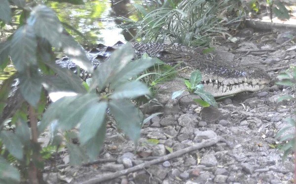 Crocodile Eau Salée Crocodylus Porosus Est Crocodilien Originaire Des Habitats — Photo