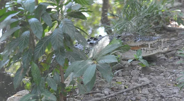 Sós Víz Krokodil Crocodylus Porosus Egy Krokodil Őshonos Sós Víz — Stock Fotó