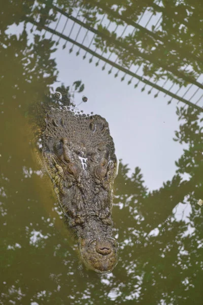 Coccodrillo Marino Crocodylus Porosus Coccodrillo Originario Habitat Acqua Salata Zone — Foto Stock
