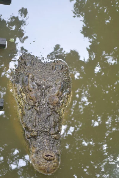 Das Salzwasserkrokodil Crocodylus Porosus Ist Ein Krokodil Das Salzwasserhabitaten Und — Stockfoto