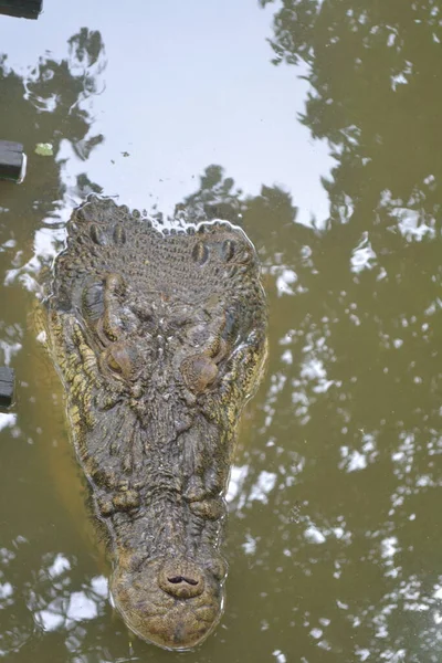 Crocodylus Porosus Crocodylus Porosus Crocodilo Nativo Habitats Água Salgada Zonas — Fotografia de Stock