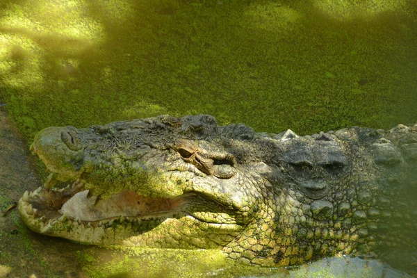 Crocodylus Porosus Crocodylus Porosus Crocodilo Nativo Habitats Água Salgada Zonas — Fotografia de Stock