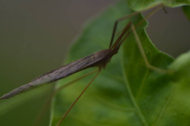 Yeşil bir yaprağa tüneyen yeşil bir çekirge. Seçici Odaklanma.